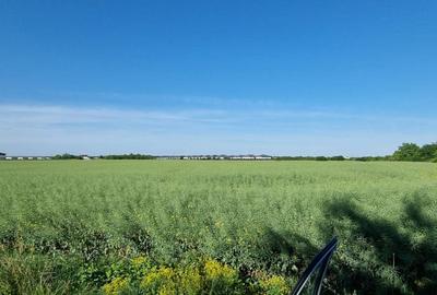 Ferma de Cultura Mare 1100 HA - 7