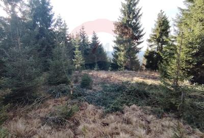 Teren 17,895mp Dorna-Arini / Prelungirea Cozănești - 6