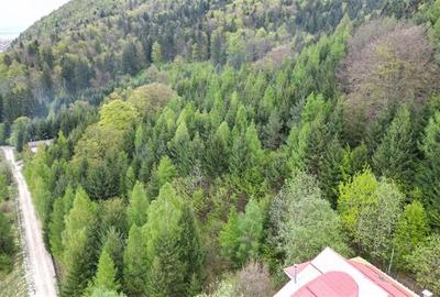 Teren 6500mp Dambu Morii - Bunloc, Brasov - 5