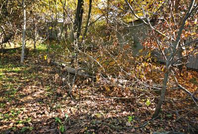 Teren Generos cu Casa in Gruiu - Snagov - 12