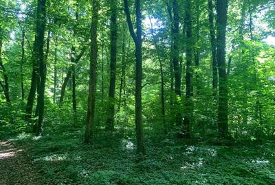 46644 mp teren in Padurea Baneasa proiect exclusivist - 12