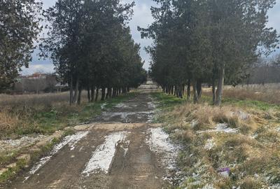 Exclusivitate,Agigea-Penny Market, teren 49284mp, intravilan, 124m desc.la DN 38 - 4