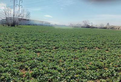 Ieftin, Băicoi-Liliești, vânzare  teren intravilan 7500mp, 4,5 e/mp, neg. - 9