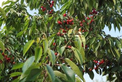 Chiajna - parcul Viitorului - 7