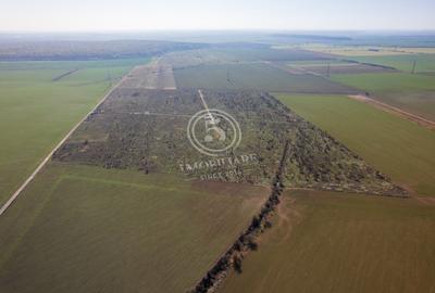 Ocazie- Teren Intravilan de Vanzare- Peris Snagov- Doar 10 euro/mp - 7