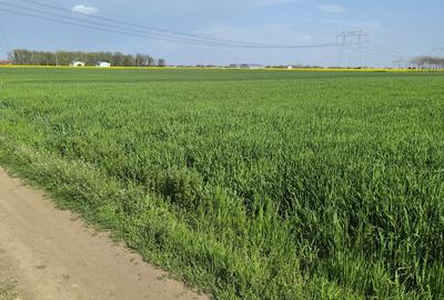 Frumusani DN 4 Popas-20km de Bucuresti , posibilitate parcelare - 1