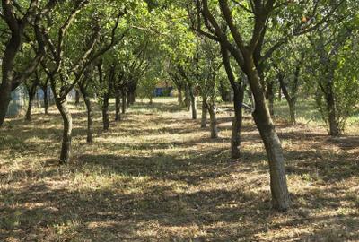 Casă și teren de vânzare – Zona Careiului - 19