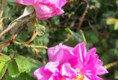 TEREN CU PLANTAȚIE DE TRANDAFIRI ,,ROSA DAMASCENA,\ \CARANSEBEȘ\JUD.CS - 12