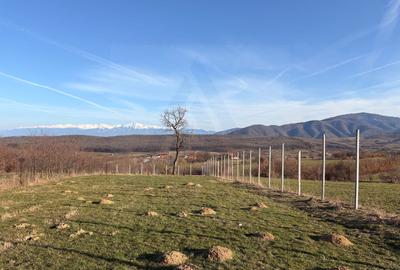 Teren 809 mp intravilan în Tropinii Noi zonă în plină dezvoltare - 6