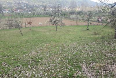 OPORTUNITATE UNICĂ ÎN TOMȘANI (LÂNGĂ HOREZU) – ANSAMBLU TERENURI 9.364 MP - 6