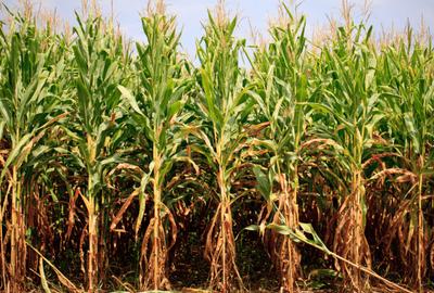 PORTOFOLIU AGRICOL PREMIUM 3.000 HA SUDUL ROMÂNIEI OPORTUNITATE INVESTIȚIONALĂ - 3