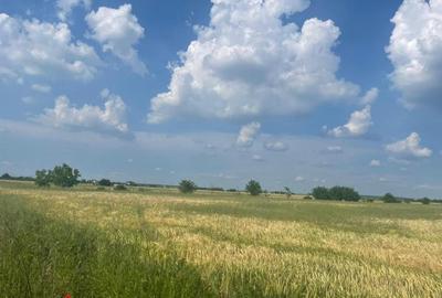 Vanzare teren intravilan Cernica_Tânganu, lot 954mp - 2
