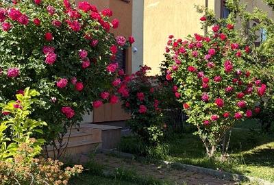 Inchiriere casa in corbeanca forest - 14