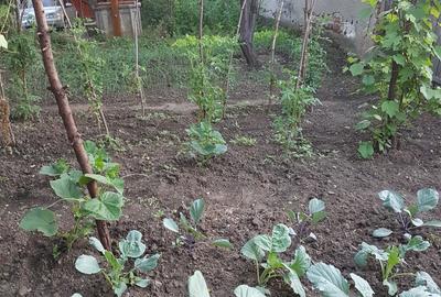Casa singur in curte in Apoldu de Jos , la 35 km de Sibiu! - 42