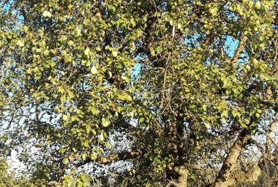 Teren intravilan în sat Făget, com. Drajna, Prahova - 10