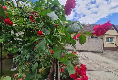 Poveste saseasca la umbra vitei de vie,cu crama,gradina flori,Central,Codlea - 17