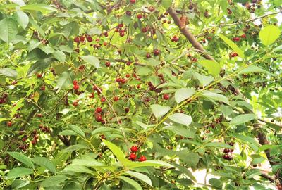 Manuel recomanda : Vila superba in Cornu de Jos 295mp , teren 1360mp - 34