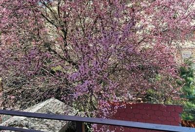 Casa cu 5 camere si garaj - la 100 ml distanta de lacul Grivita - 8