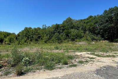 Ordoreanu, Clinceni, Padure - 1