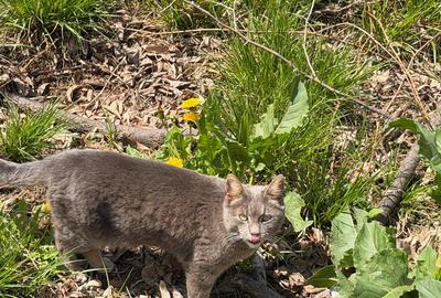 Teren intravilan construibil 1882 mp, front 40 ml, zona turistica, Cornu, Prahov - 5