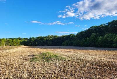 Oportunitate Unică! Teren de Vânzare aproape de Pădure – Ciolpani Izvorani - 4