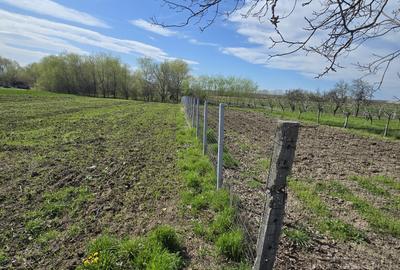 TEREN INTRAVILAN -1300 mp CURTISOARA - 12