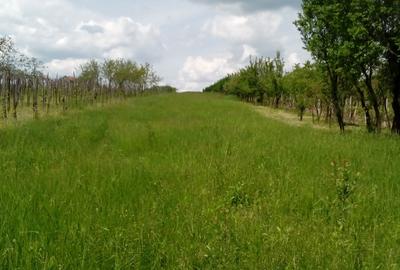 Teren intravilan Ardud Vii - 1