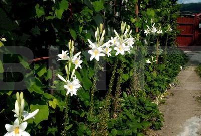 Casă de vânzare în comuna Homorod – liniște, confort și natură - 17