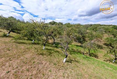 FILM! Confortabila ariere, 4.500 mp, arbori roditori, Sancraiu,Covasna - 3