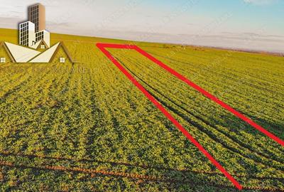 Teren Giarmata- asfalt-utilitati- PUG de locuinte colective - 1