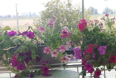 Apartament cu 3 camere de vanzare, etaj 2, - Micalaca - 8