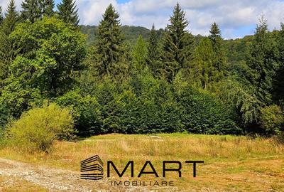 Teren 550 mp Dambul Morii - 1