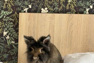 Apartament cu 2 camere semidecomandat, mobilat în Unirii