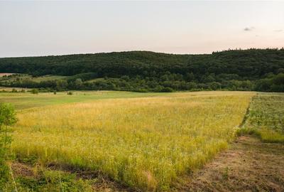 Teren Construcții intravilan de 11500 mp, în Lăzăreni
