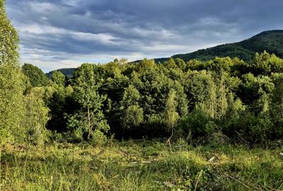 Cabana in mijlocul naturii/parau sezonier /locul de suflet la Sinca Noua/Brasov - 6