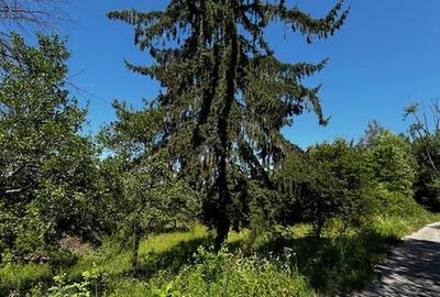 Teren doua loturi 3100 mp. - 2800 mp. Dăesti - Valcea - 6