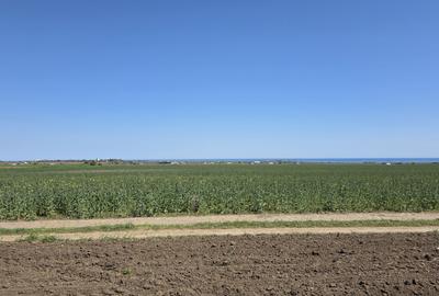 Teren agricol extravilan de 5000 mp, în Corbu