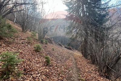 Teren Colinar Panoramic – 17.684 mp în Scheii Brașovului - 13
