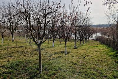 Teren - Roman  -Trifesti - ieșire la lac - livada pe rod - 13
