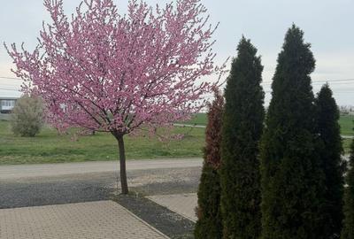 Casa la prima inchiriere cu 3 camere - 24