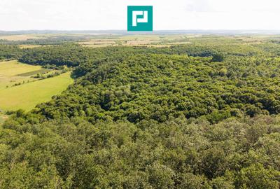TEREN AGRICOL EXTRAVILAN  22.900 MP LIPOVA - 9