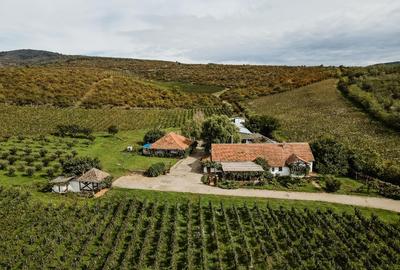 Proprietate istorică , crama +vie DOC + distilerie +loc. evenimente+ 20000 vin - 2