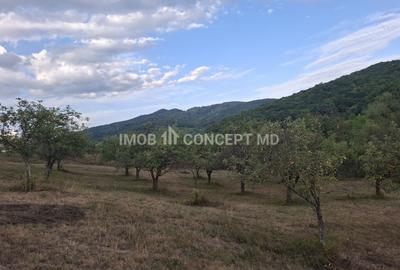 Teren spectaculos cu padure, livada si priveliste panoramica in Soimari PH - 16