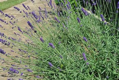 Vila de vanzare 260 mp cu anexe 40 mp si teren 1600 mp - 18