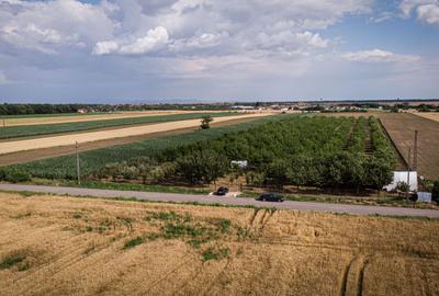Livadă de nuci altoită și ecologică 2.5ha - 11