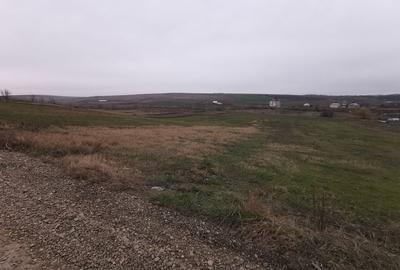 Terenuri in Rachiti - 5