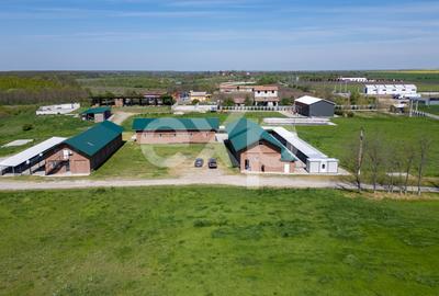 Black Angus Farm with authorized Slaughterhouse - 10