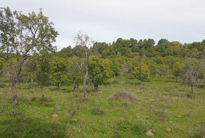 Teren extravilan 10.000 mp – Livadă de pruni, Dorolea (15 km de Bistrița) - 2