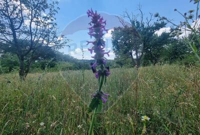 Teren intravilan 11.500 mp – Strada Cismari Vălenii de Munte - 9