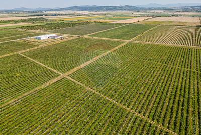 BUSINESS DE VANZARE plantatie de afin din Romania  S= 27.720mp - 1
